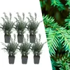 Plants by Frank | 6 Eiben Pflanzen | Taxus Baccata | Produktbild-Vorschau 1