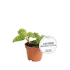 Gardners Macodes petola Jewel orchidea, priemer 6 cm Náhľad obrázku produktu 1