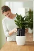 A woman is placing a plant in a self-watering insert into a decorative pot. Náhled obrázku produktu