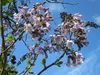 SAFLAX  - Arbre impérial - 200 graines - Paulownia Voir les images du produit 8