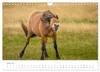 Exmoor Ponnys - Die letzten Ihrer Art (Wandkalender 2027 Produktbild-Vorschau 9