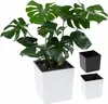 A Monstera plant in a white pot, with two additional pots (black and white) shown to the side. Anteprima dell’immagine prodotto