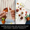 Miniaturn rostliny Náhled obrázku produktu 27