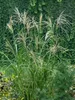 Miscanthus sinensis 'Silberfeder', Chinaschilf, ca. 11x11 Produktbild-Vorschau 1