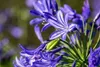 Agapanthus 'Northern Star', Schmucklilie, tiefblau, 2-3 Produktbild-Vorschau 2