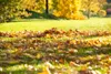 Kiepenkerl Herbst- und Nachsaatrasen 1 kg Produktbild-Vorschau 3