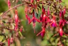 Fuchsia magellanica 'Riccartonii', winterhart, rot-violett, Podgląd zdjęcia produktu 8
