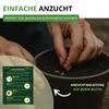 Australisches Gänseblümchen Blausternchen Samen - Produktbild-Vorschau 4