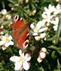 A close-up of a peacock butterfly on white flowers. Produktbild-Vorschau