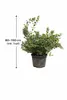 Rarität Metrosideros excelsa 80-100 cm Neuseeländischer Produktbild-Vorschau 5