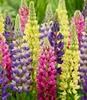 BALDUR Garten 3er Lupinen 'Lupinova®' Fantastic Colour Mix, Produktbild-Vorschau 2