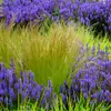 Bloomique - 3er Set - Stipa Tenuissima Pferdeschwänze - Produktbild-Vorschau 5