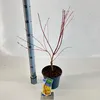 Acer pal. 'Sangokaku' - Acero giapponese | 60+ cm in vaso Anteprima dell’immagine prodotto 3