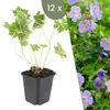 Plants by Frank | 12 Storchschnabel Pflanzen | Geranium Produktbild-Vorschau 1