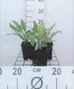 6 x Echinops rit. 'Veitch's Blue' - chardon globe - pot 9 x Voir les images du produit 1
