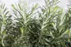 Kriechender Rosmarin Prostratus, im Topf - Rosmarinus Produktbild-Vorschau 9