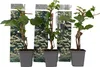 Three potted plants with decorative backing. Produktbild-Vorschau