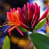 A close-up of a red and orange honeysuckle flower with green leaves. Anteprima dell’immagine prodotto