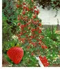 BALDUR Garten Kletter-Erdbeere 'Hummi®', 3 Pflanzen, Produktbild-Vorschau 1