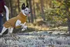 Ein Hund in Bewegung mit der Hurtta Warming Midlayer Hundejacke ECO ocker desert Produktbild-Vorschau