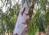 SAFLAX - Red River - Eukaliptus - 200 Nasiona - Eucalyptus Podgląd zdjęcia produktu 8