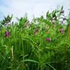 Wicke Samen Kletterplanze Gründüngung 5kg Vogelwicke Vicia Produktbild-Vorschau 4