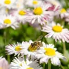 Gänseblümchen Samen (Bellis perennis) - Zarte Blumen mit Produktbild-Vorschau 4