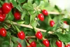 SAFLAX - Gojibeere - Lycium chinensis - 200 Semená Náhľad obrázku produktu 8