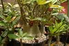 SAFLAX Set regalo - Rosa del deserto - 8 semi - Adenium Anteprima dell’immagine prodotto 5