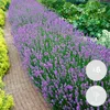 3er Set - Lavandula Angustifolia Ardèche - Lavendel Pflanze Produktbild-Vorschau 2