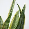 Bloomique - Sansevieria Laurentii - Język teściowej - Podgląd zdjęcia produktu 4