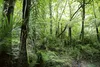 Vlies Fototapete TROPISCHE VEGETATION 375 x 250 cm (inkl. Produktbild-Vorschau 2
