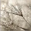 ARTland Leinwandbild Pusteblume Tautropfen I Größe: 40x40 Produktbild-Vorschau 1