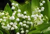 Stauden Gänge 10 x Convallaria majalis - Maiglöckchen - Der Produktbild-Vorschau 3