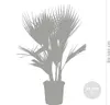 Bloomique - Lot de 2 - Washingtonia Robusta - Palmier Voir les images du produit 4