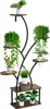 A multi-tiered plant stand with several potted plants on it, against a white background. Podgląd zdjęcia produktu