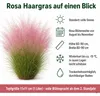 Stauden Gänge 1 x Muhlenbergia capillaris im 1 Liter Topf - Produktbild-Vorschau 8