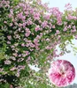 BALDUR Garten 3er Rambler-Rosen-Kollektion, Pflanzen Produktbild-Vorschau 3