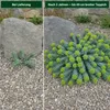 3 x Euphorbia myrsinites (Walzen Wolfsmilch)  - Stauden Produktbild-Vorschau 4