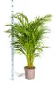 Goldfruchtpalme - Dypsis lutescens - Areca - Solitärpflanze Produktbild-Vorschau 2