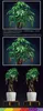 Collage of images showing a decorative potted plant with red and yellow decorative elements. Produktbild-Vorschau