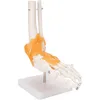 Anatomický model kostry v měřítku 1:1 v životní velikosti Náhled obrázku produktu 6
