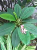 Frangipanier (Plumeria rubra) - 5 graines Voir les images du produit 3