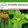 SAFLAX - paracress - Acmella oleracea - 500 Semena - S Náhled obrázku produktu 10