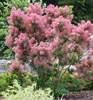 Perückenstrauch ´SMOKEY JOE´ 80-90 cm, kont. 5 l Produktbild-Vorschau 1