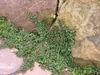 A close-up view of a ground cover plant with small green leaves and red berries growing between large rocks and paving stones. Produktbild-Vorschau