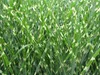 Stauden Gänge 5 x Miscanthus sinensis 'Strictus' im 1 Liter Produktbild-Vorschau 9
