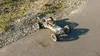 Pitbull X V5.2 Desert-Buggy 32ccm 2WD 1:5 RTR Produktbild-Vorschau 20