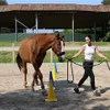 A woman is training a horse in an outdoor arena with cones. Náhľad obrázku produktu
