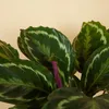 Bloomique - Calathea Medallion - Roślina pawia - Rośliny Podgląd zdjęcia produktu 5